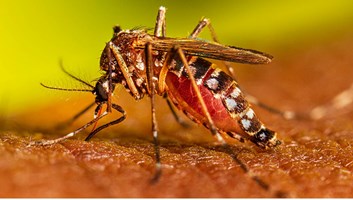 अगर आप भी हो गए है डेंगू का शिकार, तो दवाई की जगह इन फूड्स का करें सेवन, तेजी से बढ़ेगा प्लेटलेट्स