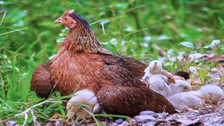 इस नस्ल की मुर्गी देती है 150 अंडे, इसका पालन करके आप भी बन जायेंगे लखपति