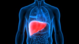 Damaged liver repair tips: डैमेज लिवर को रिपेयर करने के नेचुरल तरीके, जल्द दिखेगा असर, परेशानियां होगी दूर 
