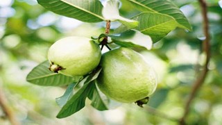 बीमारियों का रामबाण इलाज है अमरूद, सेवन से डायबिटीज, ब्लड प्रेशर सहित कई रोगों से मिलता है छुटकारा 