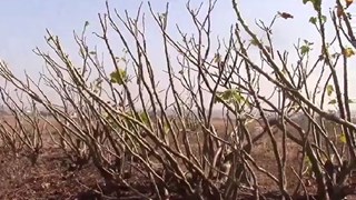 Damoh news : दमोह में रतनजोत बीज खाकर बीमार हुए 51 बच्चे, सभी का इलाज अस्पताल में जारी, कई की हालत गंभीर 