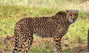 sheopur news: अंतर्राष्ट्रीय चीता दिवस पर मादा चीता वीरा और दो शावकों को मिलेगी आजादी, पर्यटक कर सकेंगे दीदार 