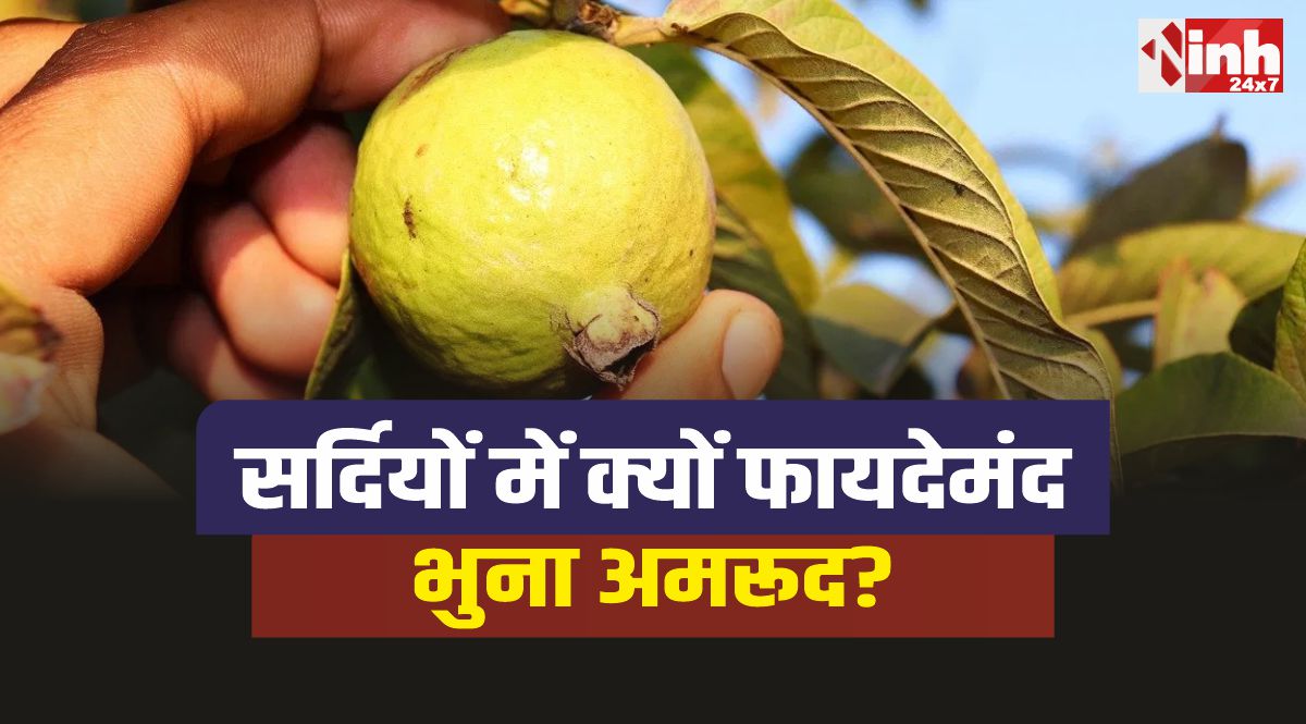 Guava In Winter : सर्दियों में क्यों फायदेमंद होता है भुना हुआ अमरूद?...जानिए फायदे!