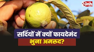 Guava In Winter : सर्दियों में क्यों फायदेमंद होता है भुना हुआ अमरूद?...जानिए फायदे!