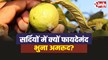 Guava In Winter : सर्दियों में क्यों फायदेमंद होता है भुना हुआ अमरूद?...जानिए फायदे!