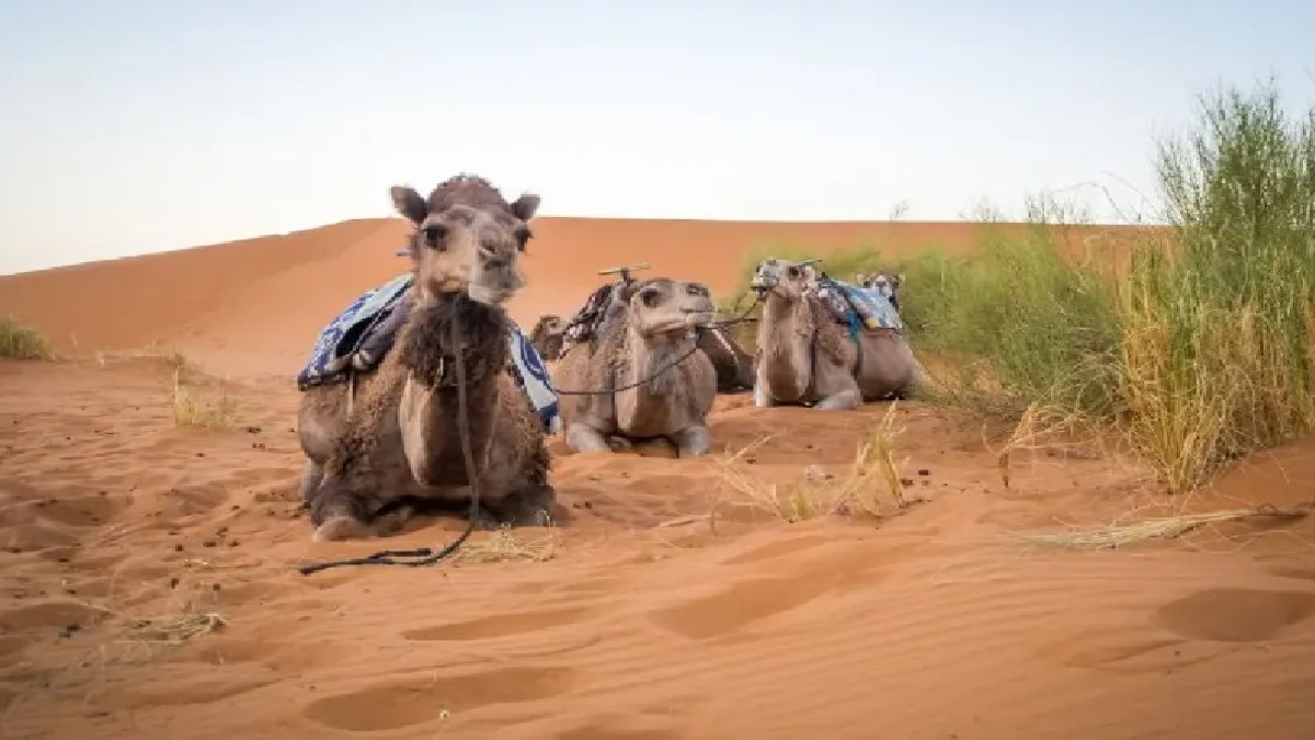 BHIND NEWS : अब MP भी पर्यटक उठा सकेंगे ऊंट की सफारी का लुत्फ़, बस चुकाने होंगे इतने शुल्क, मिलेगा रेगिस्तान जैसा मज़ा