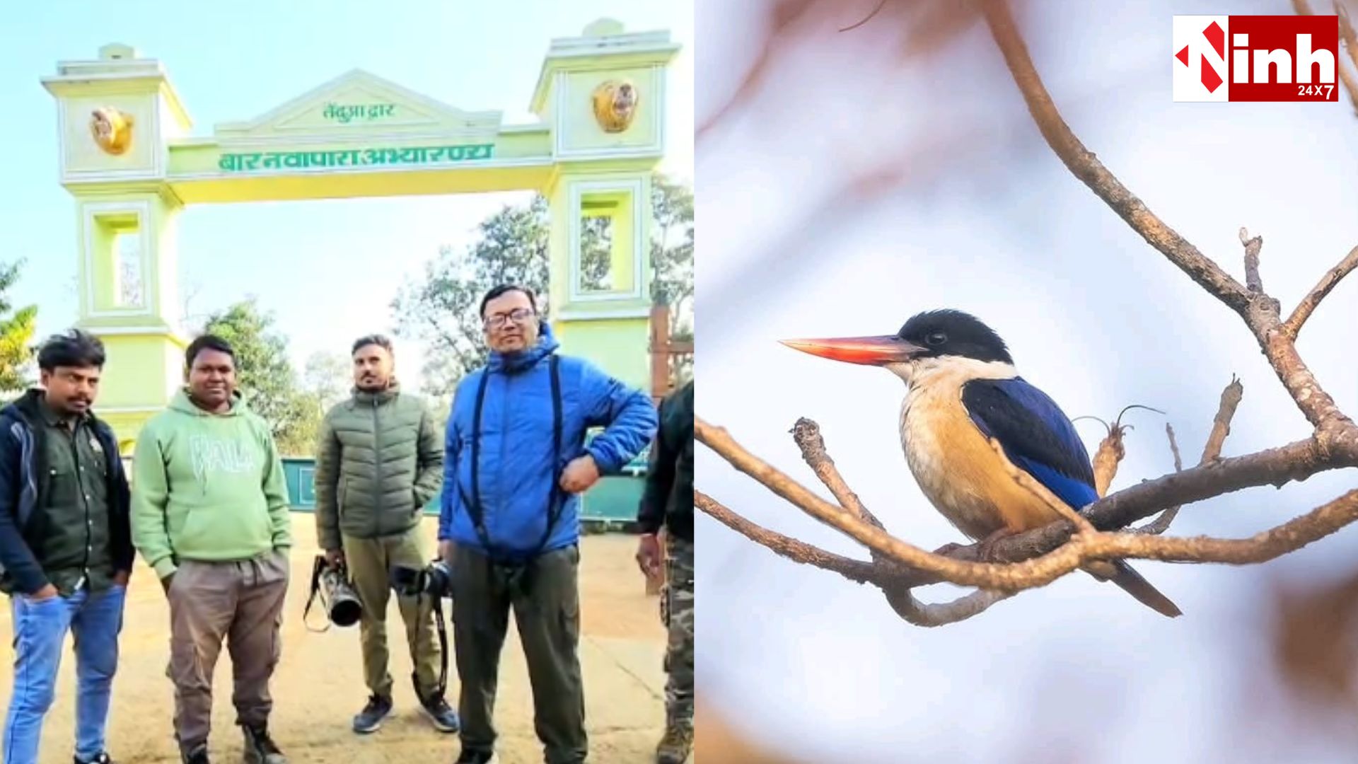 बारनवापारा अभयारण्य में दिखा दुर्लभ पक्षी ब्लैक-कैप्ड किंगफिशर, छग में दूसरा पुष्ट अवलोकन दर्ज...