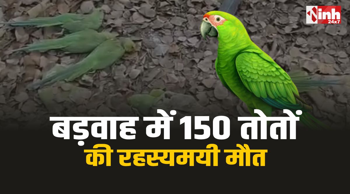 Barwaha Parrots Death: बड़वाह में 150 तोतों की रहस्यमयी मौत, वन विभाग ...