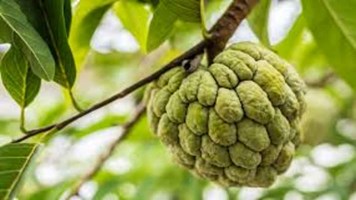 Custard Apple Benefits:  सीताफल शरीर के हर अंग के लिए है फायदेमंद, ख़ूबसूरती बढ़ाने में करता है मदद, गजब के फायदे जान हो जाएंगे हैरान 