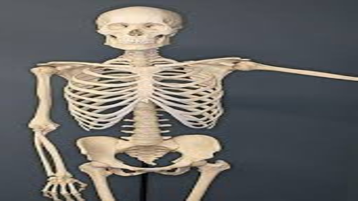 Smallest Bone of body:  जानें किस चीज़ से बनती है शरीर में हड्डियां, किस पार्ट में होती है सबसे बड़ी और छोटी बोन 