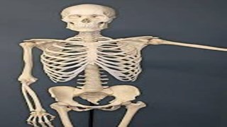 Smallest Bone of body:  जानें किस चीज़ से बनती है शरीर में हड्डियां, इस पार्ट में होती है सबसे बड़ी और छोटी बोन 