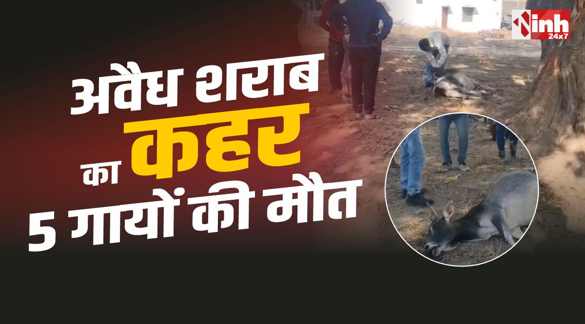 Umaria Cows Die : उमरिया में अवैध शराब का कहर, महुआ से 5 गायों की मौत