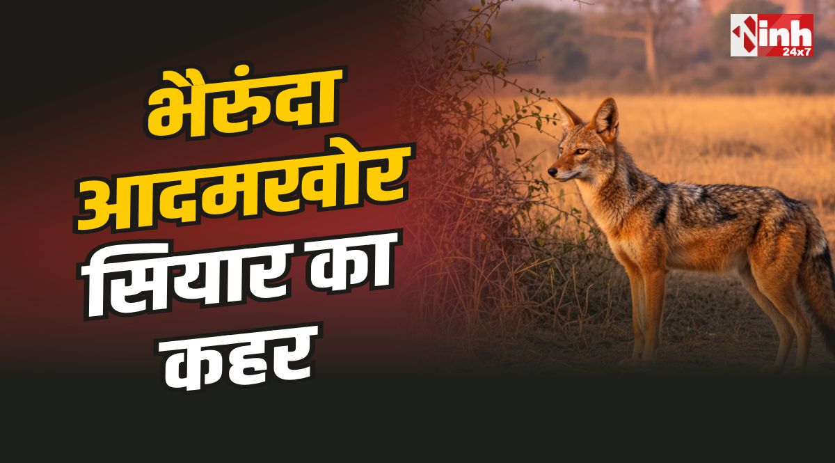 Bherunda News : जंगली सियार बना आदमखोर, 9 लोगों पर हमला, ग्रामीणें में दहशत