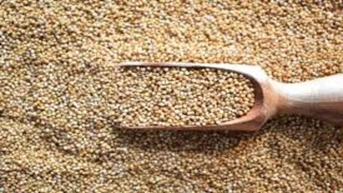 UMARIYA NEWS : कोदो का चावल खाने से एक ही परिवार के चार लोग बीमार, अस्पताल में इलाज जारी, कई की हालत गंभीर 