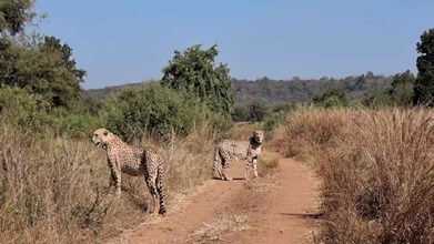 MP को फिर मिलेगी चीतों की सौगात, 28 फरवरी को बोत्सवाना से आएंगे 8 चीते, तैयारियां शुरू 
