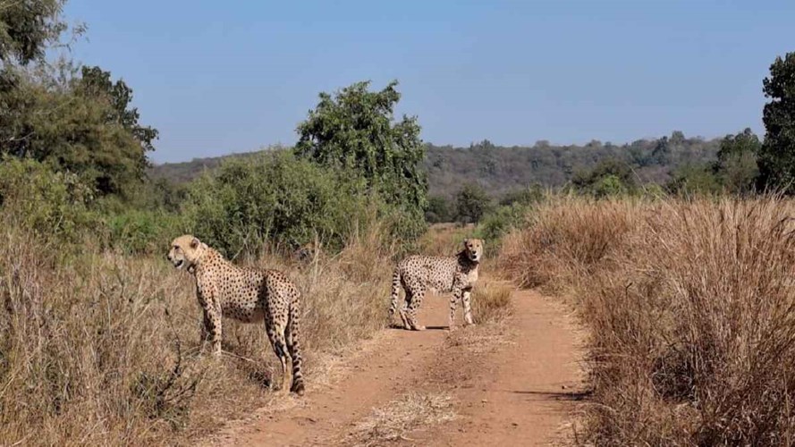 MP को फिर मिलेगी चीतों की सौगात, 28 फरवरी को बोत्सवाना से आएंगे 8 चीते, तैयारियां शुरू 