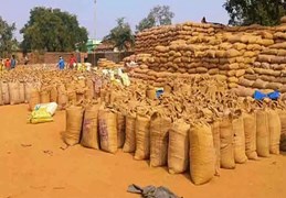धान खरीदी अवधि बढ़ने से बस्तर संभाग के किसानों को बड़ी राहत, दो दिन में 83 हजार मीट्रिक टन धान की खरीदी
