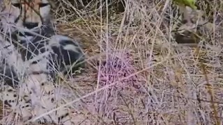 BREAKING NEWS: कुनो में फिर गुंजी किलकारियां, चीता आशा ने पांच स्वस्थ शावकों को दिया जन्म, तस्वीरें वायरल 