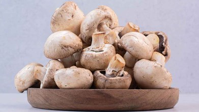 Benefits of Mushrooms  : मशरूम है पोषक तत्वों का खजाना, इम्यूनिटी बढ़ाने के लेकर वजन घटना में करता है मदद, फायदे जान रह जायेंगे हैरान 