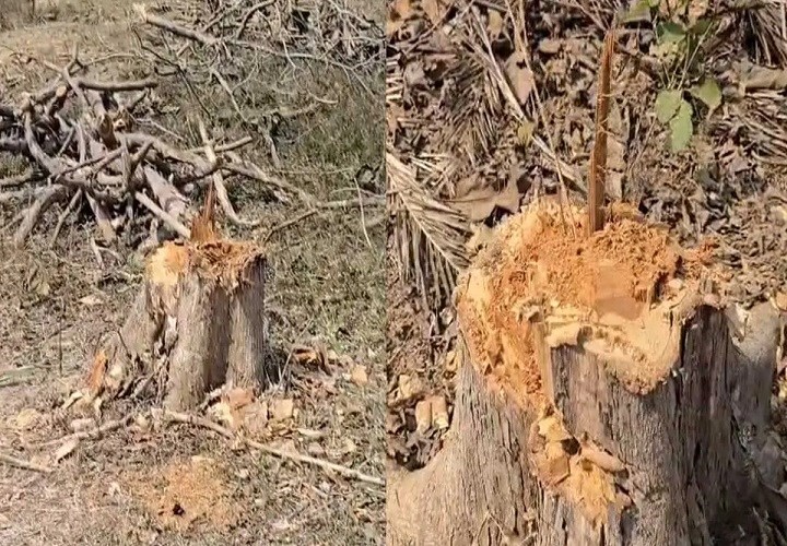 कुरेनार में वन माफियाओं के हौसले बुलंद,  वन विभाग की लापरवाही में कटे सागौन के पेड़