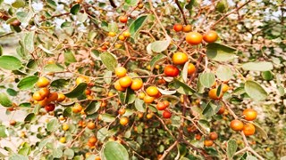 फायदे से भरपूर है बेर, खट्टा-मीठा स्वाद शरीर को स्वस्थ रखने में करता है मदद, चमत्कारी है फल 