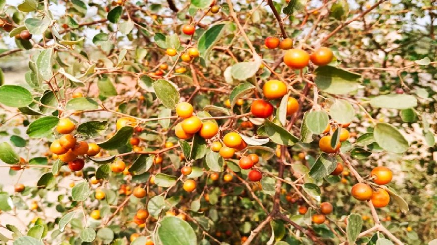 फायदे से भरपूर है बेर, खट्टा-मीठा स्वाद शरीर को स्वस्थ रखने में करता है मदद, चमत्कारी है फल 