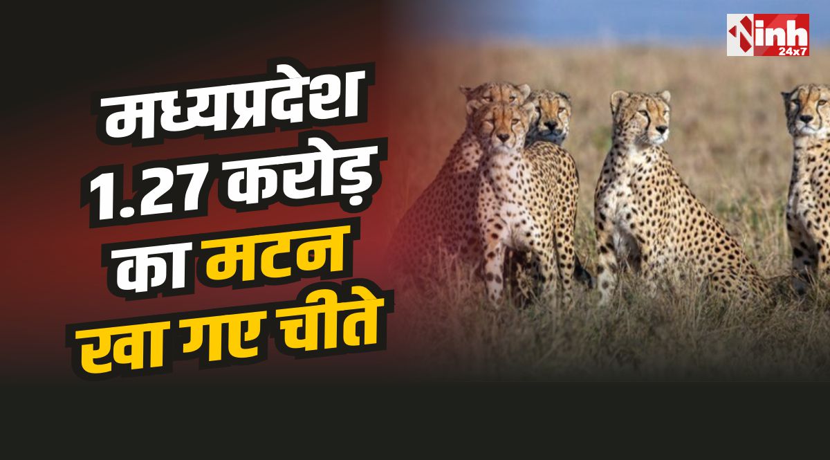 मध्यप्रदेश : एक साल में 1.27 करोड़ का मटन खा गए चीते