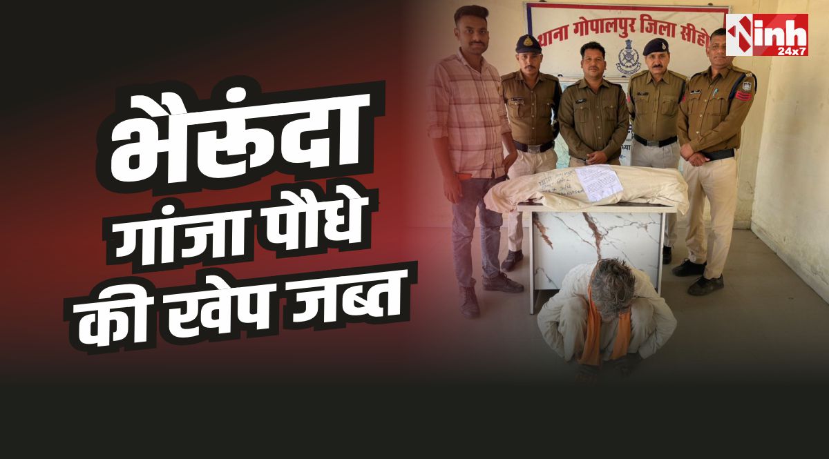 Bherunda Police : भैरूंदा के गोपालपुर पुलिस की कार्रवाई, 86 गांजा पौधे जब्त