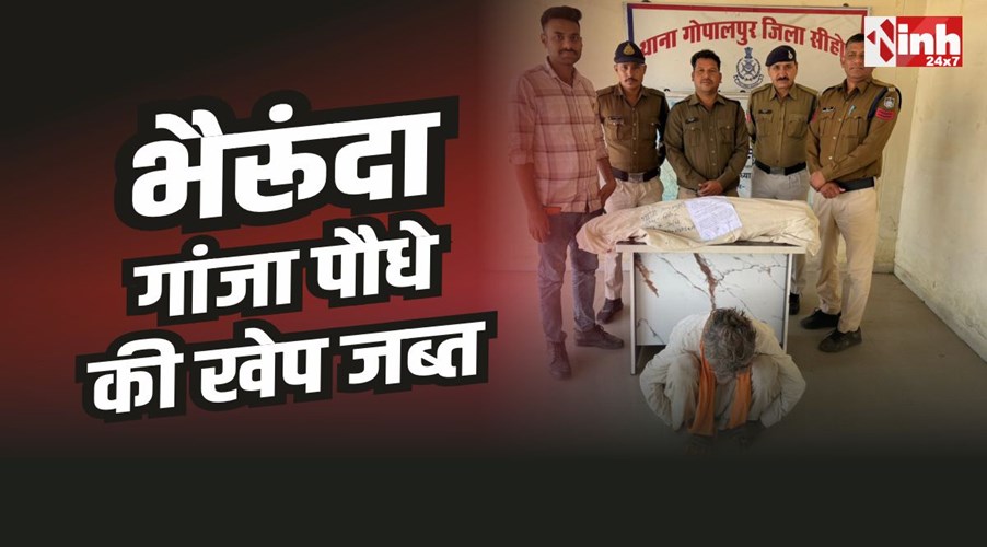 Bherunda Police : भैरूंदा के गोपालपुर पुलिस की कार्रवाई, 86 गांजा पौधे जब्त