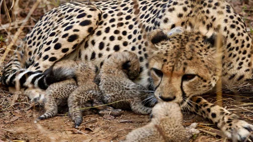 SHEOPUR NEWS : इंतजार खत्म ! MP को कल फिर मिलेगी चीतों की सौगात, बोत्सवाना से आएंगे 6 मादा और 2 नर चीते 