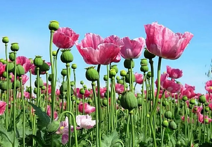 ज्वार के बीच छिपाकर उगाई जा रही थी अफीम: भाजपा नेता की जमीन से डेढ़ एकड़ की फसल जब्त , पार्टी से निष्कासित