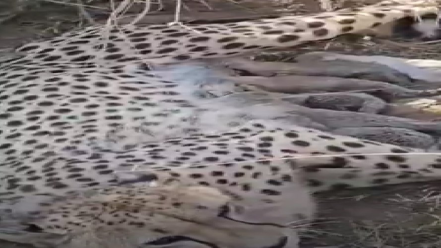 SHEOPUR NEWS : तीसरी बार मां बनी चीता ज्वाला, 5 शावकों को दिया जन्म, CM मोहन ने ट्वीट कर दी बधाई 