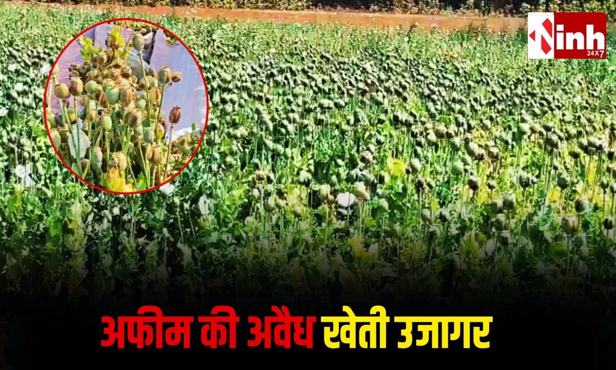 Balrampur News: कुसमी के चंदाडांडी गांव में फिर मिली अवैध अफीम की खेती, पुलिस ने खेत को घेरा, जांच तेज...