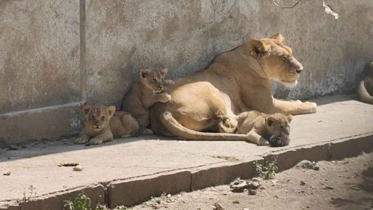 Indore News:  सातवीं बार मां बनी शेरनी मेघा, 3 स्वस्थ शावकों को दिया जन्म, शेरों की संख्या हुई 13