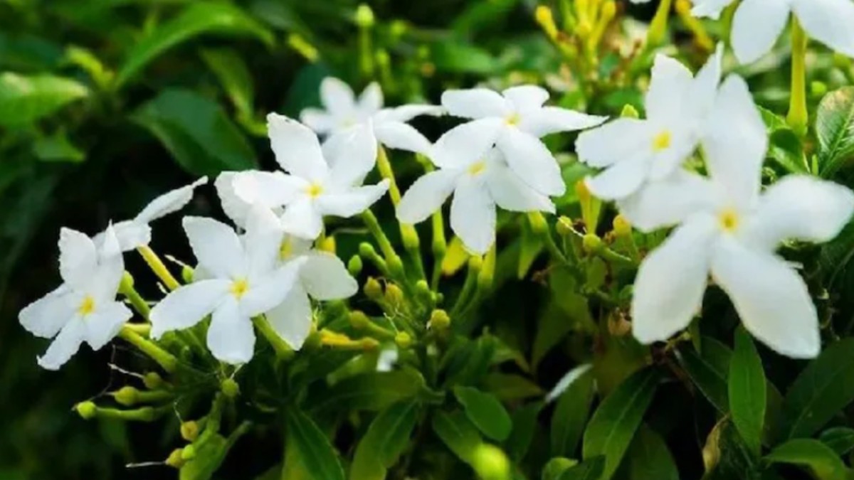 Lucky flowers  : घर में लगाए ये 5 फूल, नेगेटिविटी हो जाएगी छू मंतर, सुख-शांति और तरक्की के खुलेंगे दवार 