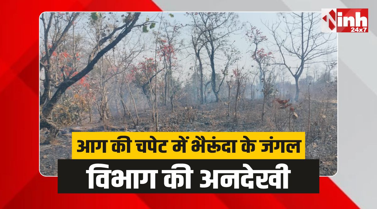Bhairunda Forest Fire : विभाग की अनदेखी, आग की चपेट में बेशकीमती जंगल 