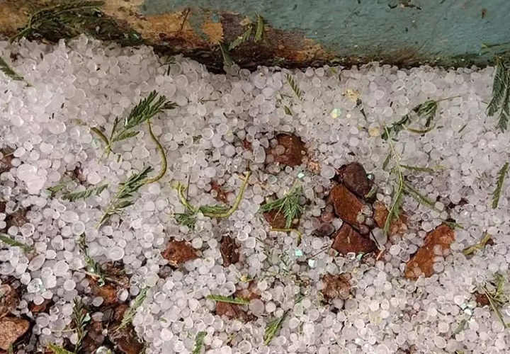 ओलावृष्टि और बारिश से फसलें चौपट: धमतरी के किसानों को बीमा क्लेम के लिए 72 घंटे का अलर्ट