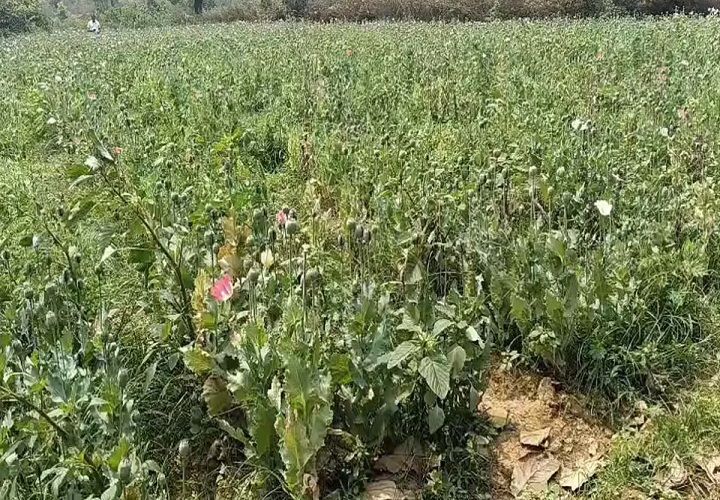 रायगढ़ में फिर सामने आई अफीम की खेती, तमनार के खेत में डेढ़ एकड़ में मिली अवैध फसल