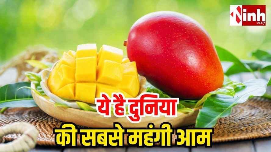 दुनिया का सबसे महंगा आम: कीमत सुनकर रह जाएंगे हैरान, एक किलो में आ जाए लग्जरी कार!