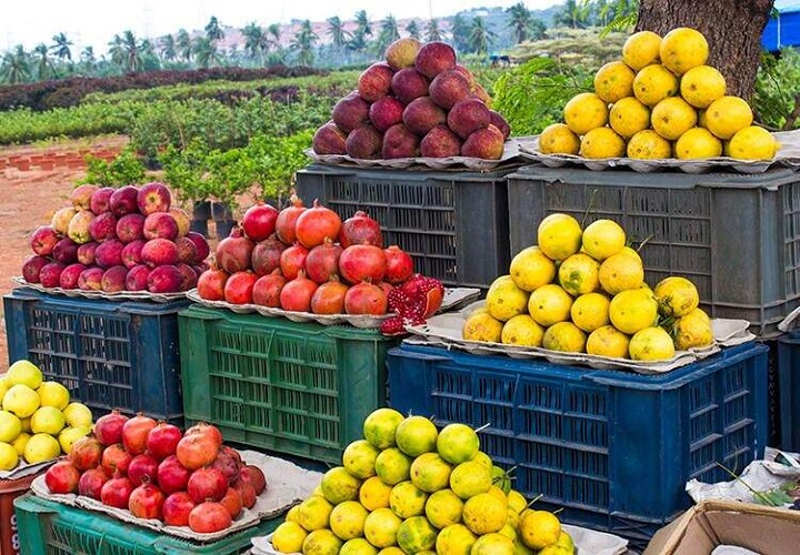 निर्यात ठप होने से फलों के दाम गिरे, छत्तीसगढ़ के किसानों को 450 करोड़ का नुकसान