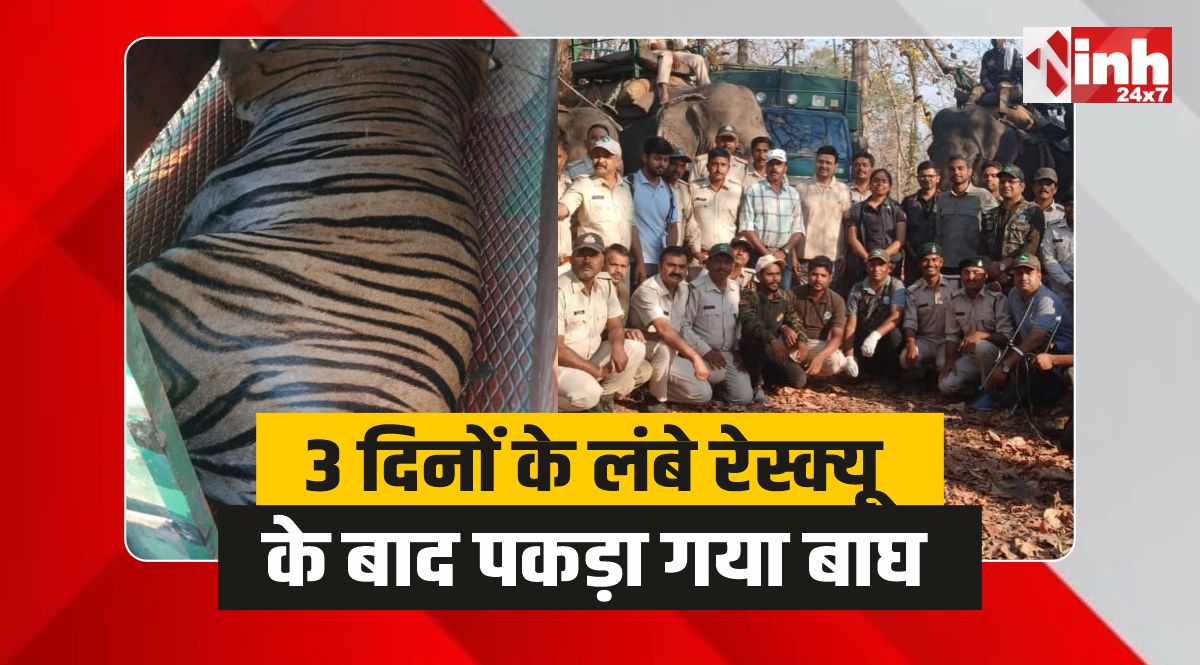 नर्मदापुरम: 3 दिनों के लंबे रेस्क्यू ऑपरेशन के बाद पकड़ा गया 'रेडियो-कॉलर' बाघ 