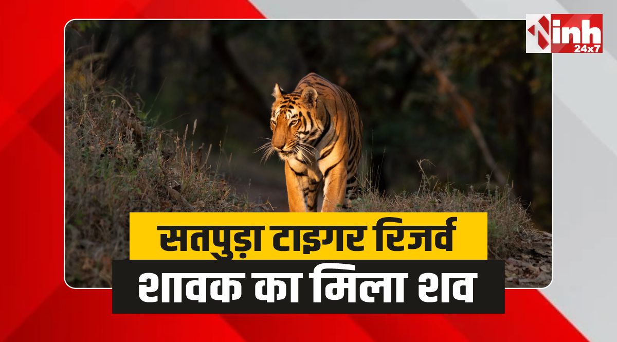 Satpura Tiger Reserve: सतपुड़ा टाइगर रिजर्व में फिर टाइगर की मौत, शावक का मिला शव