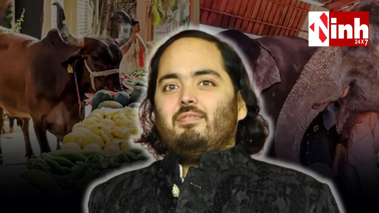 अनंत अंबानी का 31वां बर्थडे बना सेवा का उत्सव: 1 लाख गायों को छप्पन भोग, हाथियों के लिए फल भोज की दावत...