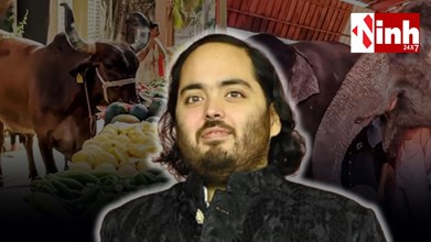 अनंत अंबानी का 31वां बर्थडे बना सेवा का उत्सव: 1 लाख गायों को छप्पन भोग, हाथियों के लिए फल भोज की दावत...