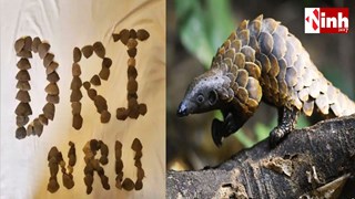 जगदलपुर में वन्यजीव तस्करी का बड़ा खुलासा: 16.528 किलो पैंगोलिन शल्क के साथ 3 आरोपी गिरफ्तार...