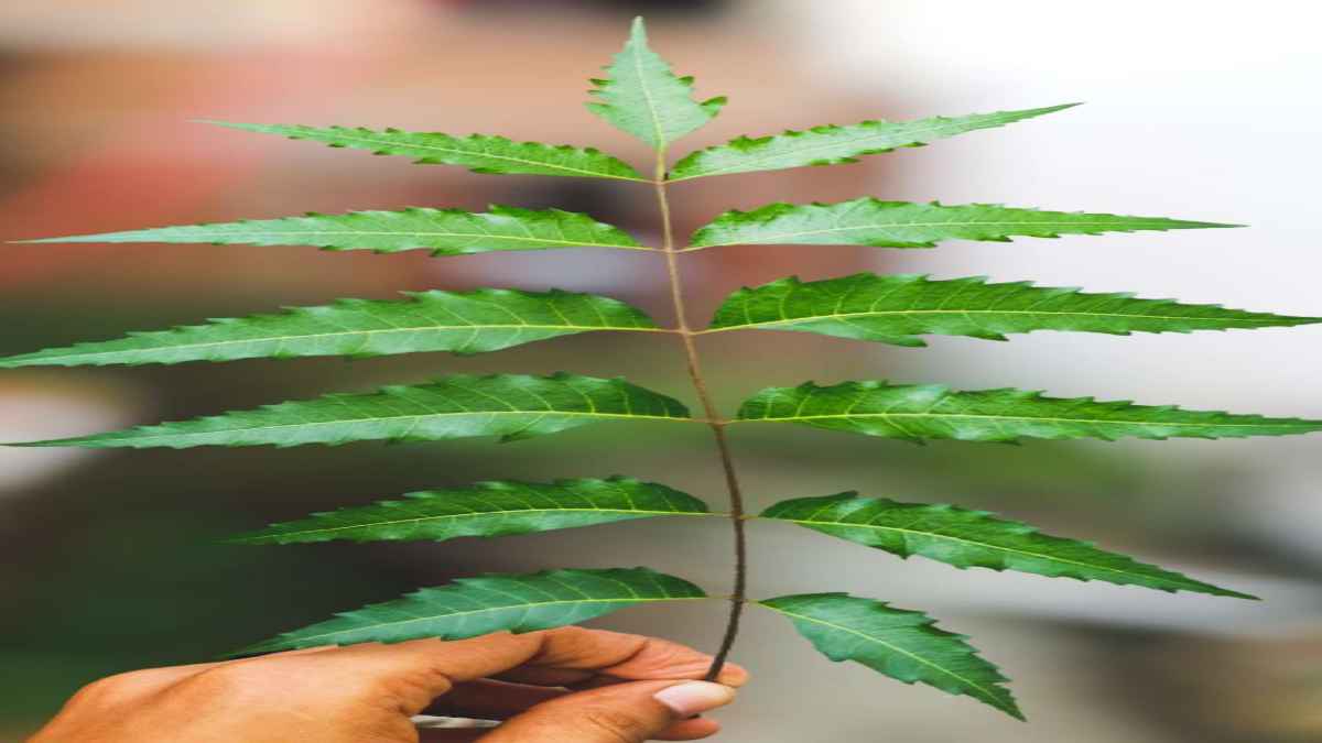 Neem Leaves Benefits:  कड़वे नीम के अनेक फायदे, बीमारियां रहती है दूर, खूबसूरती जाती है निखार 