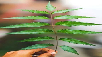 Neem Leaves Benefits:  कड़वे नीम के अनेक फायदे, बीमारियां रहती है दूर, खूबसूरती जाती है निखार 