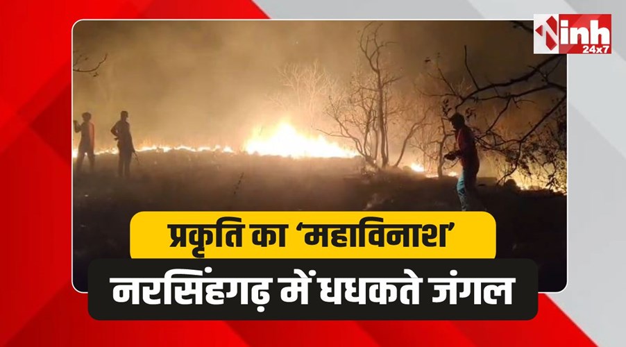 Narsinghgarh Forest Fire: धधकते जंगल, बेबस सिस्टम, नरसिंहगढ़ की पहाड़ियों पर आग का तांडव