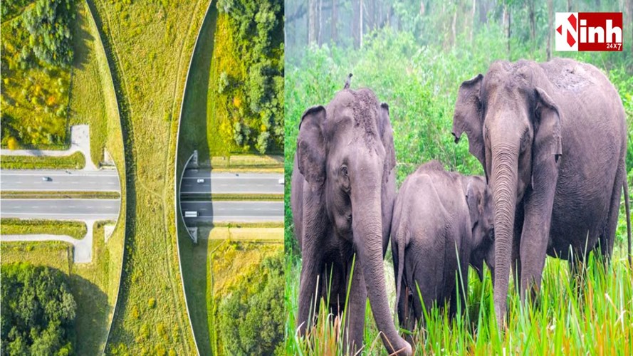 अम्बिकापुर–कटघोरा फोरलेन में बड़ा बदलाव: लखनपुर में बनेगा बाईपास, लेमरू में हाथियों के लिए अंडरपास की मंजूरी...