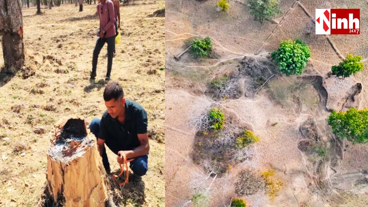 उदंती सीतानदी टाइगर रिजर्व में 265 एकड़ अतिक्रमण का खुलासा, 1 लाख पेड़ों की कटाई; 166 लोगों पर केस दर्ज...